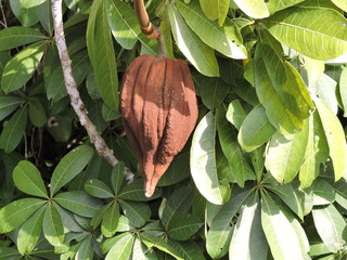 exotische braune Blüte
