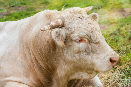 taureau de race charolaise en p&acirc;ture