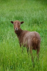 goat in the grass