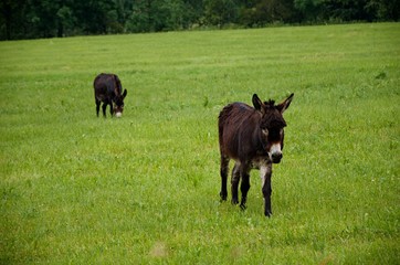 Fototapeta premium donkey in the grass