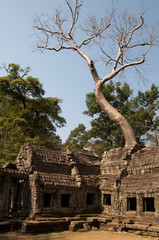 Fototapeta na wymiar Ruins of Ta Prohm in Angkor Wat. Cambodia