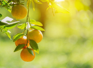 Branch of fresh orange on tree.