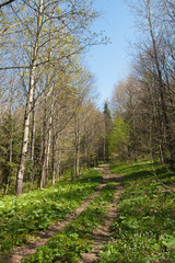 Fototapeta na wymiar Spring in a forest