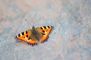 butterfly on the rock