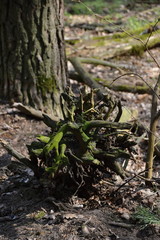 Grunewald, Wilmersdorf, Berlin
