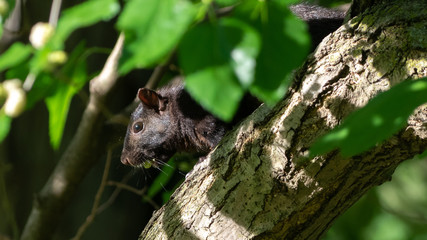 squirrel in tree