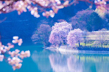 sakura