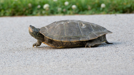 turtle on the road