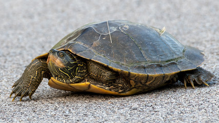 closeup of a turtle