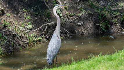 great blue heron