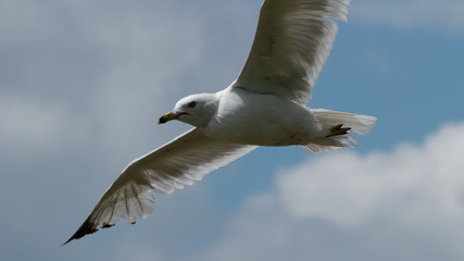 Fototapeta na wymiar seagull