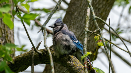 bluejay