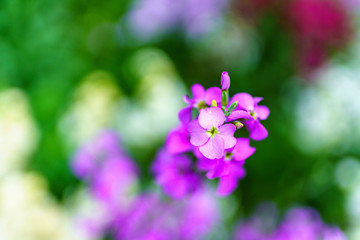 Fototapeta na wymiar Macro Flower