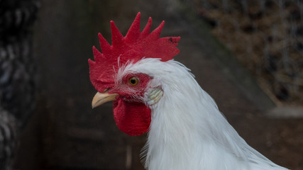 chicken
