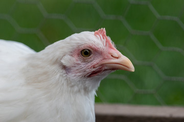 chicken