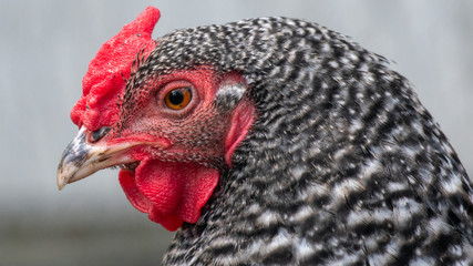 chicken
