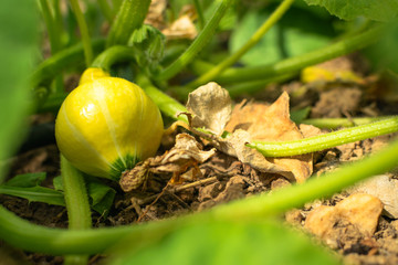 Natural orchard, ecological and bio growing plants