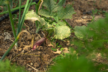 Natural orchard, ecological and bio growing plants