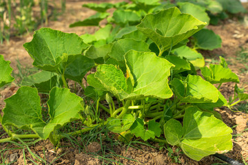 Natural orchard, ecological and bio growing plants