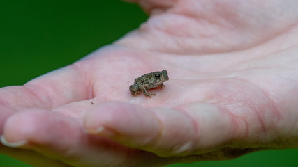 Obraz premium toad