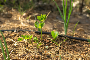 Natural orchard, ecological and bio growing plants