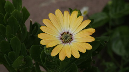 yellow flower in garden
