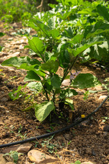 Natural orchard, ecological and bio growing plants