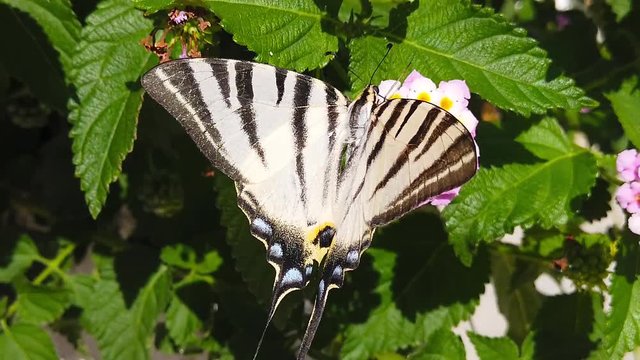 Close up video of a zebra swallowtail butterfly collecting nectar from light blue lantana camara flowers. Shot at 120 fps.