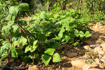 Natural orchard, ecological and bio growing plants