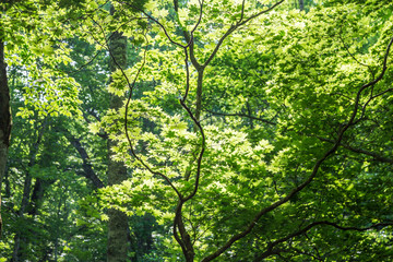 初夏の大清水湿原