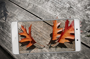 Smartphone displaying photo of autumn fall oak leaves on wooden board