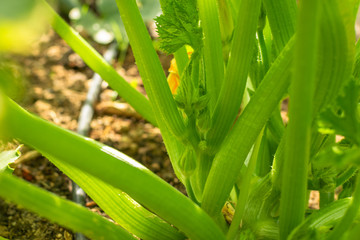 Natural orchard, ecological and bio growing plants