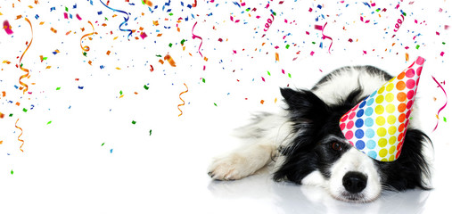 Banner dog party. Border collie celebrating birthday, carnival or new year with a polka dot hat...