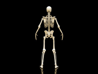 Human Skeleton isolated - 3d render