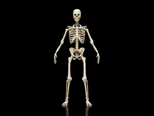 Human Skeleton isolated - 3d render