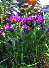 Spring flower in spring time. Pasque flower (Pulsatilla patens) in the garden