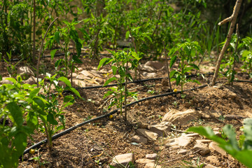 Natural orchard, ecological and bio growing plants