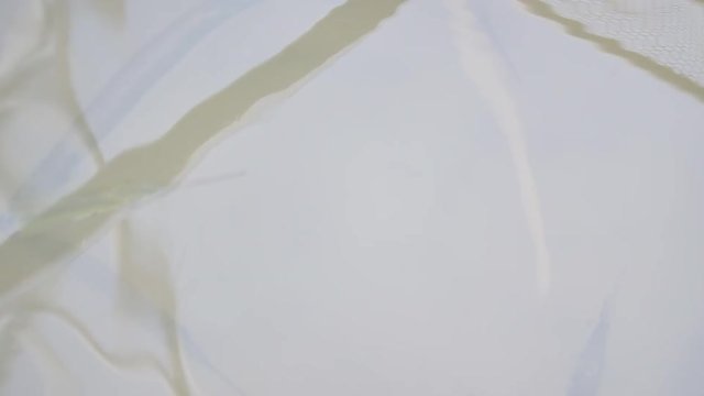 Ballyhoo Fish Live Cut Bait For Saltwater Deep Sea Sports Fishing