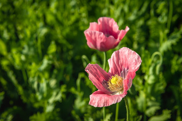 Fragile pink poppy blowing in the wind