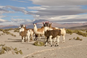 Obraz premium Carte Postale Lama