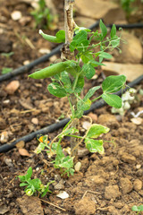 Natural orchard, ecological and bio growing plants
