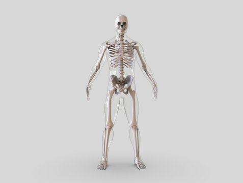 Human Skeleton isolated - 3d render