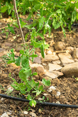 Natural orchard, ecological and bio growing plants