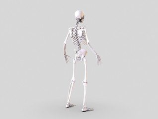 Human Skeleton isolated - 3d render