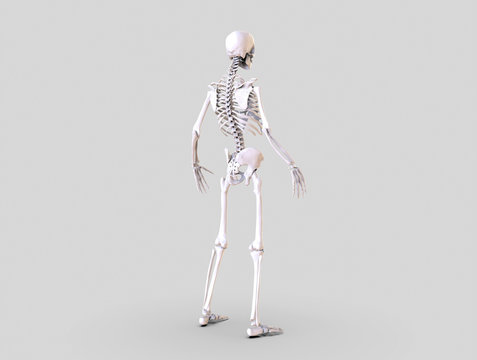 Human Skeleton isolated - 3d render