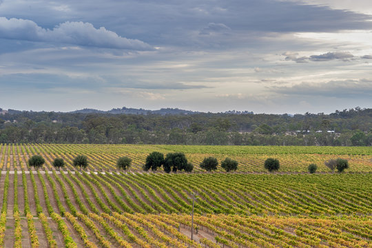 Stunning View Of A Vineyard On A Winery Tour In Victoria, Australia