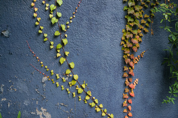 Red and green leaves texture background. Autumn leaves on blue wall.