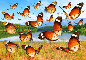 Butterflies flying over the meadows towards the forest and mountains