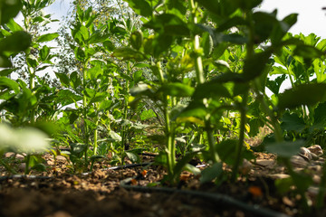 Natural orchard, ecological and bio growing plants