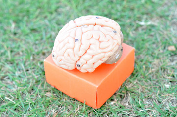 human brain anatomy model